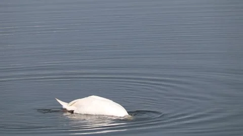 Stunning swan upside down Video stock 133414060