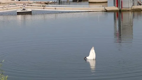 Stunning swan upside down 库存影片 133414078