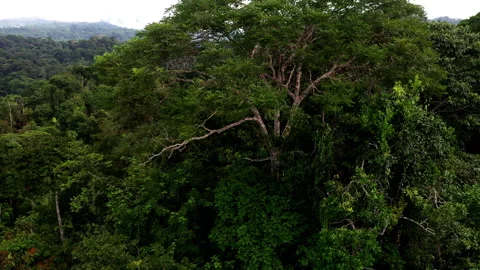 Stunning tall and old tree inside the amazon tropical forest Vidéo 336869641