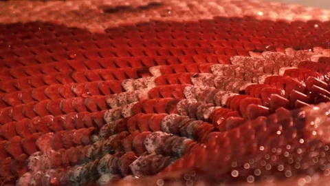 Stunning textures come alive in vibrant underwater world exploration 스톡 동영상 295306741