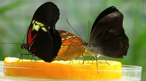 Stunning Tiger Longwing butterfly ACTIVE Heliconius Hecale Stock Footage 20602821
