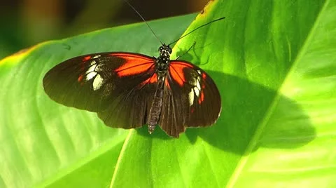 Stunning Tiger Longwing butterfly Heliconius Hecale  MOVING WINGS Stock Footage 20603019