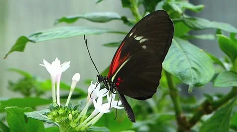 Stunning Tiger Longwing butterfly Heliconius Hecale sucking pollen Stock Footage 20603697