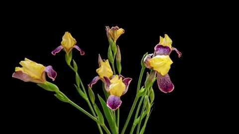 Stunning timelapse of a vibrant yellow and purple iris bouquet slowly... Stock Footage 340116027