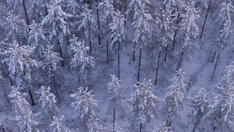Stunning top down aerial flight over a vast coniferous forest covered in fres Stock Footage 323965733