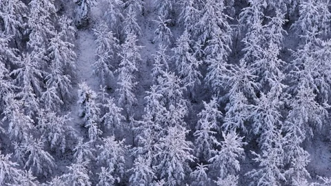 Stunning top down aerial view flying over a remote Swedish pine forest with t Stock Footage 323965664