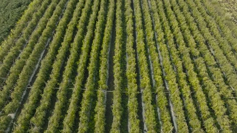 A stunning top-down view of an expansive agricultural field Green Crops dis.. Stock Footage 305626671