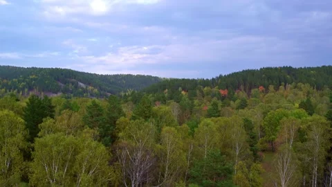 Stunning top view of the tree crowns. Mixed forest, trees with leaves of Stock Footage 156981056