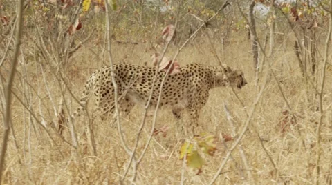 Stunning Tracking shot of a Cheetah Walking (5) - Slow Motion Stock Footage 55643133