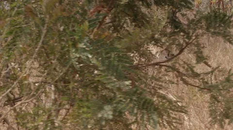 Stunning Tracking shot of a Cheetah Walking (5) - Slow Motion Stock Footage 55643228