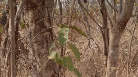 Stunning Tracking shot of a Cheetah Walking (6) - Slow Motion Video stock 55643404