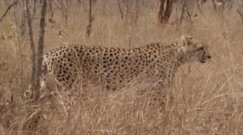 Stunning Tracking shot of a Cheetah Walking (8) - Slow Motion Stock Footage 55644375