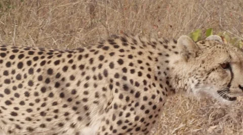 Stunning Tracking shot of a Cheetah Walking (14) - Slow Motion Stock Footage 55645133