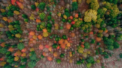 Stunning Trees In Autumn Colors Stock Footage 219737158