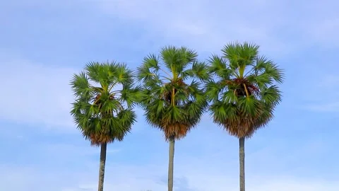 Stunning tropical coconut palms beneath peaceful cloudy paradise blue heave.. Video stock 335350061