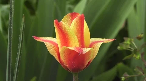 Stunning Tulip Flower Close up In Spring Stock-Footage 53326493