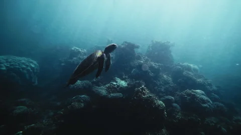 Stunning underwater clarity of light rays across turtle rising swimming to Stock Footage 277630730