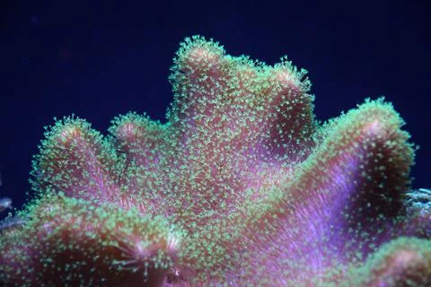 Stunning underwater scene of an array of vibrant pink sea Pocillopores Foto stock