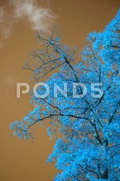Stunning unusual false color tree and sky landscape Stock Photos