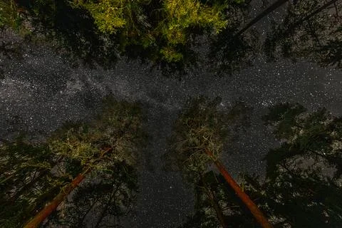 A stunning upward view of a forest canopy illuminated at night Stock Photos