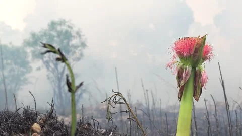A stunning veld fire in a field in between a suburb and a railway Stock Footage 253807270