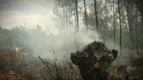 A stunning veld fire in a field in between a suburb and a railway Stock Footage 253807358