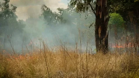 A stunning veld fire in a field in between a suburb and a railway Stock Footage 253807367