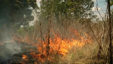 A stunning veld fire in a field in between a suburb and a railway Stock Footage 253807371