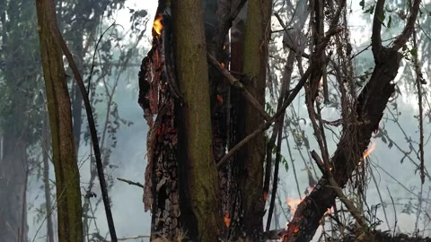 A stunning veld fire in a field in between a suburb and a railway Stock Footage 253807392