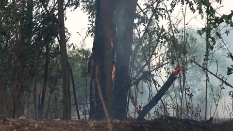 A stunning veld fire in a field in between a suburb and a railway Stock Footage 253807419