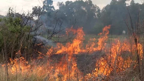 A stunning veld fire in a field in between a suburb and a railway Stock Footage 253807436