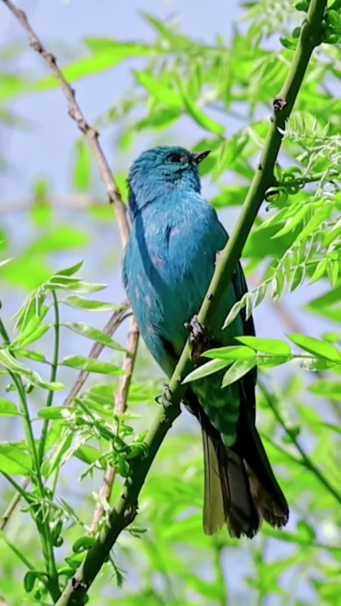 Stunning verditer flycatcher perched on a branch in natural habitat 스톡 동영상 335049481