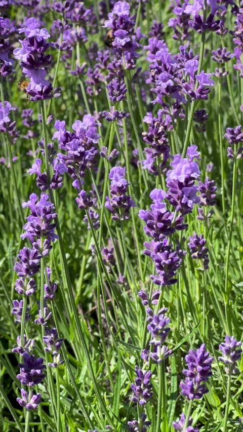 Stunning vertical background of a blooming lavender field, with a bee gathering Stock Footage 312166613