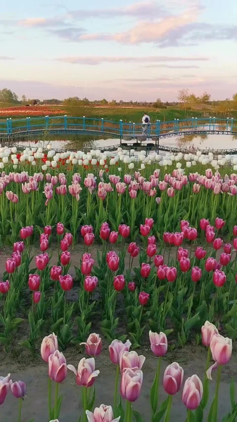 A Stunning Video of Tulip Fields and a Gazebo on the Pond Video stock 247527425