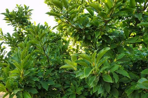 Stunning view of an array of lush green trees and foliage in the wild 写真素材