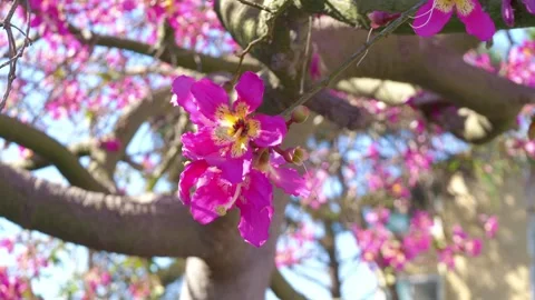Stunning View of a Beautiful Pink Tree in Full Bloom in 4k slow motion 60fps Stock Footage 280071578