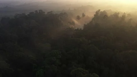 Stunning view of Borneo Rainforest Stock Footage 146696831
