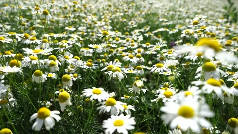 Stunning view of a chamomile field in a lush meadow 库存影片 279945790