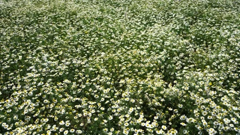 A stunning view of a chamomile field in a lush meadow Stock Footage 279945851