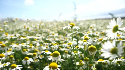 A stunning view of a chamomile field in a lush meadow Stock Footage 279945866