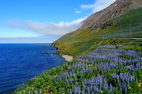 Stunning view of the cliffs covered with purple lupine flowers in the summer  Stock Photos