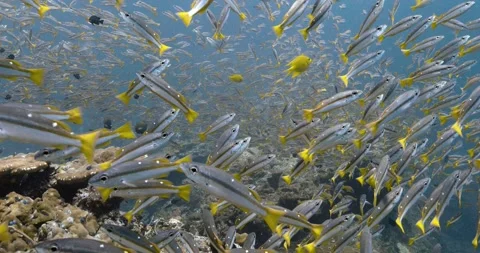 Stunning view of a dense group of two spotted snapper in the sea. Stock Footage 262309507