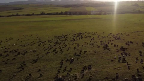 Stunning view in green meadows flying over grazing sheep on sunset background Stock Footage 194970062