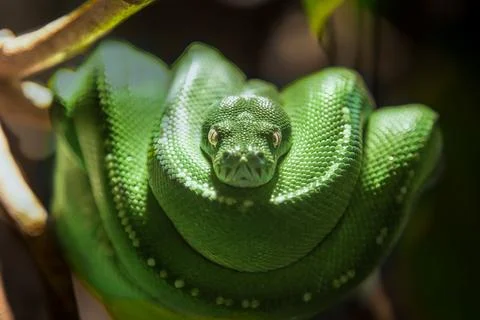 Stunning view of a green python perched on a branch in a zoo animal exhibit Foto stock