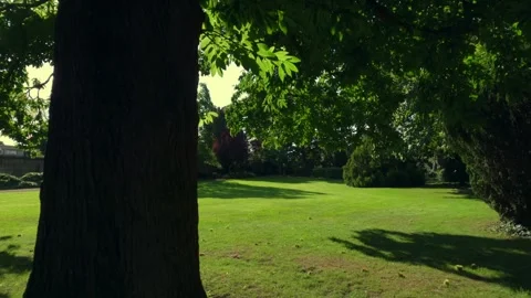 Stunning view of an imposing large tree. Stock Footage 251442377