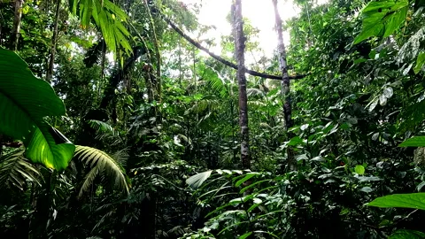 Stunning view inside a tropical forest with by far the largest liana ever seen Vidéo 336924198