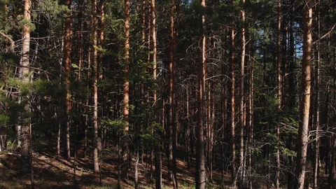 A stunning view of the lake upon camera take off from a pine tree forest 動画素材 97748357
