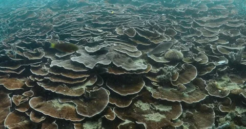Stunning view of large layers of brown corals stacked underwater. Stock Footage 253469915