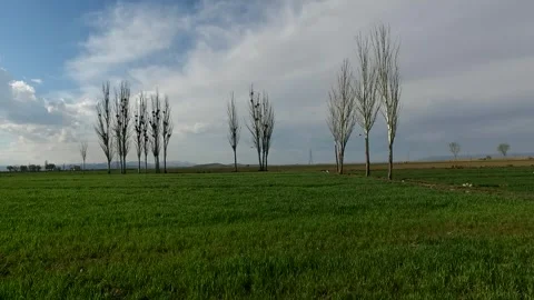 Stunning View of Leafless Trees in Green Landscape Under, stock footage. Stock Footage 304783396