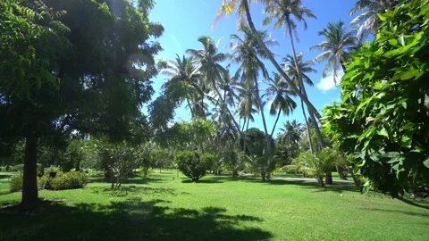 Stunning view to palms and another trees in national park Video stock 120603327